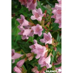 ABELIA edward Goucher C4.5L - SILENCE ÇA POUSSE