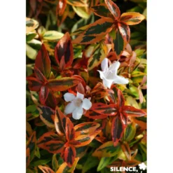 ABELIA grandiflora Kaleidoscope COV C4.5L - SILENCE ÇA POUSSE