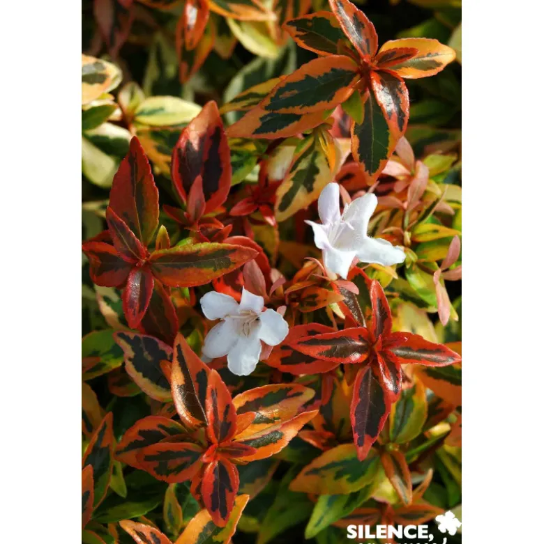 ABELIA grandiflora Kaleidoscope COV TFE C4.5L - SILENCE ÇA POUSSE