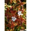 ABELIA grandiflora Kaleidoscope TFE C10L - SILENCE ÇA POUSSE