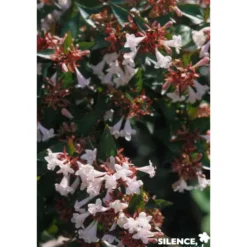 ABELIA grandiflora Semperflorens C4.5L - SILENCE ÇA POUSSE