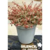 ABELIA GR.TRICOLOR CHARM (R) - SILENCE ÇA POUSSE