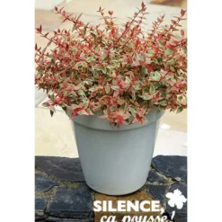 ABELIA tricolor Charm® TFE C4.5L - SILENCE ÇA POUSSE