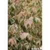 ACER negundo Flamingo TFE C10L - SILENCE ÇA POUSSE