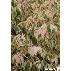 ACER negundo Flamingo TFE C10L - SILENCE ÇA POUSSE