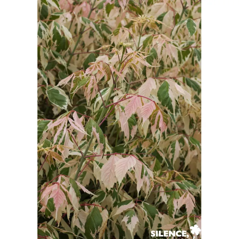 ACER negundo Flamingo TFE C10L - SILENCE ÇA POUSSE