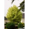 ACER platanoides Drummondii TG H180 C25L - SILENCE ÇA POUSSE