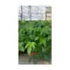 Aralia touffe p18 - DELLA VALLE