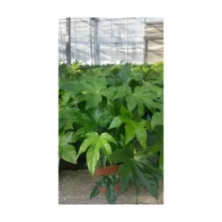 Aralia touffe p18 - DELLA VALLE