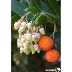 Arbutus uned.atlantic c 4.5 mel - SILENCE ÇA POUSSE