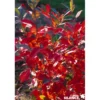 ARONIA arbutifolia Brilliant C4.5L - SILENCE ÇA POUSSE