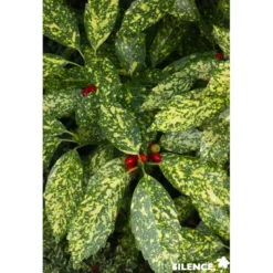 AUCUBA japonica Crotonifolia TFE C4.5L - SILENCE ÇA POUSSE