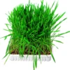 Bac d'herbe aux petits animaux bol/env. 100g - TRIXIE