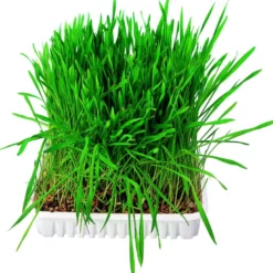 Bac d'herbe aux petits animaux bol/env. 100g - TRIXIE