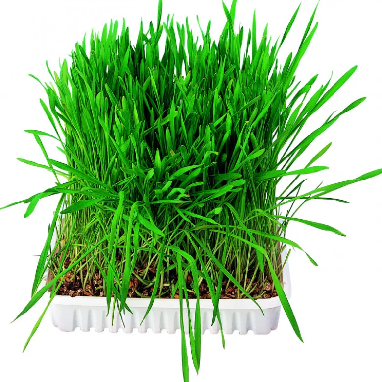 Bac d'herbe aux petits animaux bol/env. 100g - TRIXIE