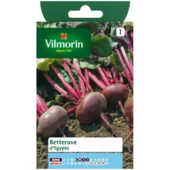 Betterave rouge Vilmorin d'Egypte