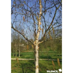 BETULA albosinensis Fascination CEP 3ANS C15L - SILENCE ÇA POUSSE