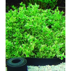 Bordure selfix h13cm-5m caoutchouc recyclé noir - NORTENE