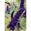 BUDDLEJA davidii Black Knight TFE C10L - SILENCE ÇA POUSSE
