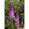 BUDDLEJA davidii Reve Papillon® TFE C4.5L - SILENCE ÇA POUSSE