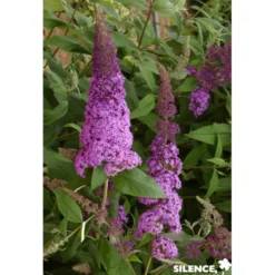 BUDDLEJA davidii Reve Papillon® TFE C4.5L - SILENCE ÇA POUSSE