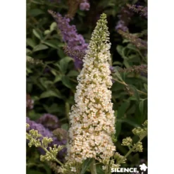 BUDDLEJA davidii Reve Papillon® Blanc C4.5L - SILENCE ÇA POUSSE