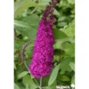 BUDDLEJA davidii Royal Rouge C10L - SILENCE ÇA POUSSE