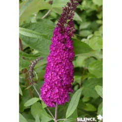 BUDDLEJA davidii Royal Rouge C10L - SILENCE ÇA POUSSE