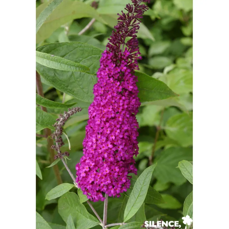 BUDDLEJA davidii Royal Rouge C10L - SILENCE ÇA POUSSE