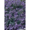 CEANOTHUS prostratus C2L-RC - SILENCE ÇA POUSSE