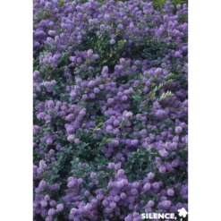 CEANOTHUS prostratus C4.5L - SILENCE ÇA POUSSE