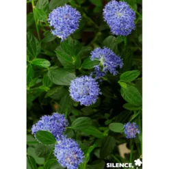 CEANOTHUS thyrsiflorus Skylark TFE C4.5L - SILENCE ÇA POUSSE