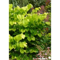CERCIS canadensis Hearts Of Gold TFE C10L - SILENCE ÇA POUSSE