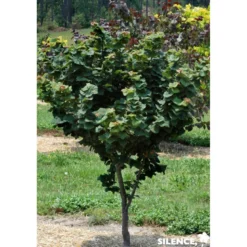 CERCIS canadensis Little Woody® TFE C10L - SILENCE ÇA POUSSE