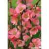 CHAENOMELES speciosa Eximia TFE-3TUT C4.5L - SILENCE ÇA POUSSE