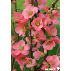 CHAENOMELES speciosa Eximia C4.5L - SILENCE ÇA POUSSE