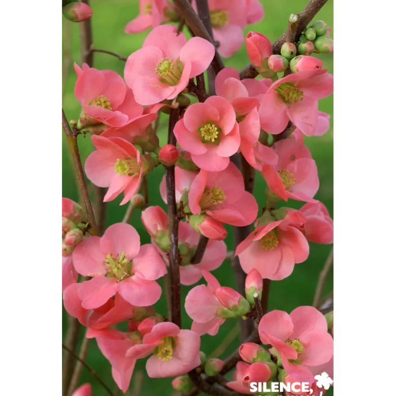 CHAENOMELES speciosa Eximia C4.5L - SILENCE ÇA POUSSE