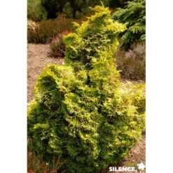CHAMAECYPARIS obtusa Aurora C4.5L - SILENCE ÇA POUSSE