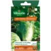 Chicorée sauvage Vilmorin pain de sucre