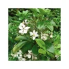 Choisya ternata - 3L - 30/40cm