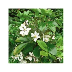 Choisya ternata - 3L - 30/40cm