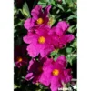 CISTUS pulverulentus Sunset C4.5L - SILENCE ÇA POUSSE