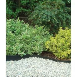 Colliers arbres selfix 0.13x10m caoutchouc - NORTENE