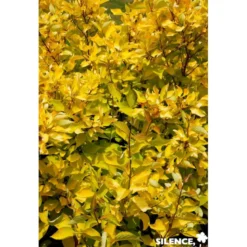 CORNUS alba Aurea TFE C4.5L - SILENCE ÇA POUSSE