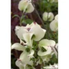 CORNUS florida Cloud Nine TFE C4.5L - SILENCE ÇA POUSSE
