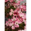 CORNUS florida Rubra TFE C4.5L - SILENCE ÇA POUSSE