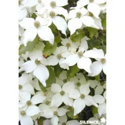 CORNUS kousa Nicole TFE C4.5L - SILENCE ÇA POUSSE