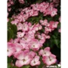 CORNUS kousa Satomi TFE C4.5L - SILENCE ÇA POUSSE