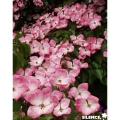 CORNUS kousa Satomi TFE C4.5L - SILENCE ÇA POUSSE