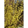 CORNUS officinalis BALIV C15L - SILENCE ÇA POUSSE